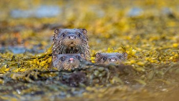 Karya Wiliam Parkinson. Foto: Comedy Wildlife Photography Awards