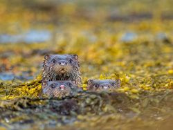 Siap-siap Ngakak! Ini Finalis Comedy Wildlife Photography Awards Terlucu