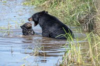 Comedy Wildlife Photography Awards 2022