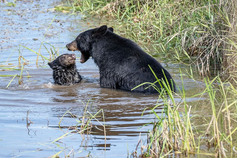 Comedy Wildlife Photography Awards 2022