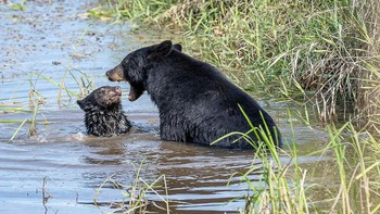 Karya Tony Dodge. Foto: Comedy Wildlife Photography Awards