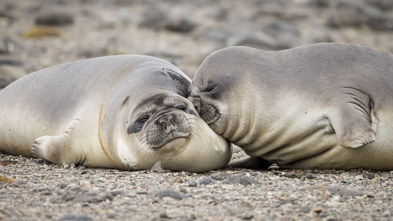 Comedy Wildlife Photography Awards 2022