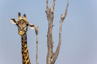 Comedy Wildlife Photography Awards 2022