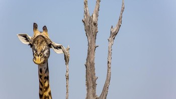 Karya Shelly Perkins. Foto: Comedy Wildlife Photography Awards