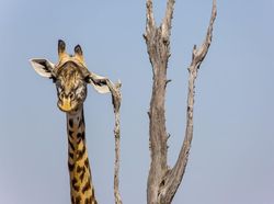 Siap-siap Ngakak! Ini Finalis Comedy Wildlife Photography Awards Terlucu