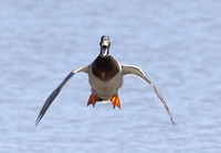 Comedy Wildlife Photography Awards 2022