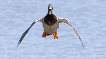 Karya Gary Readore. Foto: Comedy Wildlife Photography Awards