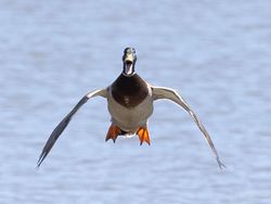 Siap-siap Ngakak! Ini Finalis Comedy Wildlife Photography Awards Terlucu