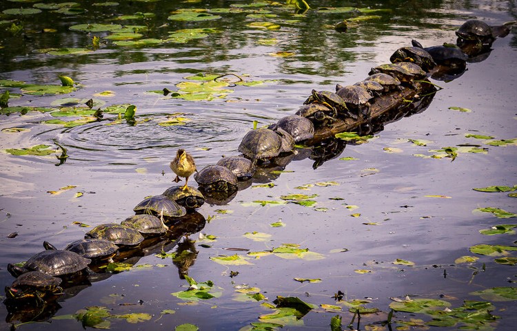 Comedy Wildlife Photography Awards 2022 Comedy Wildlife Photography Awards 2022