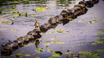 Karya Ryan Sims. Foto: Comedy Wildlife Photography Awards