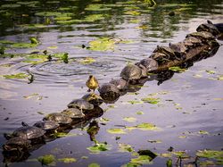 Siap-siap Ngakak! Ini Finalis Comedy Wildlife Photography Awards Terlucu