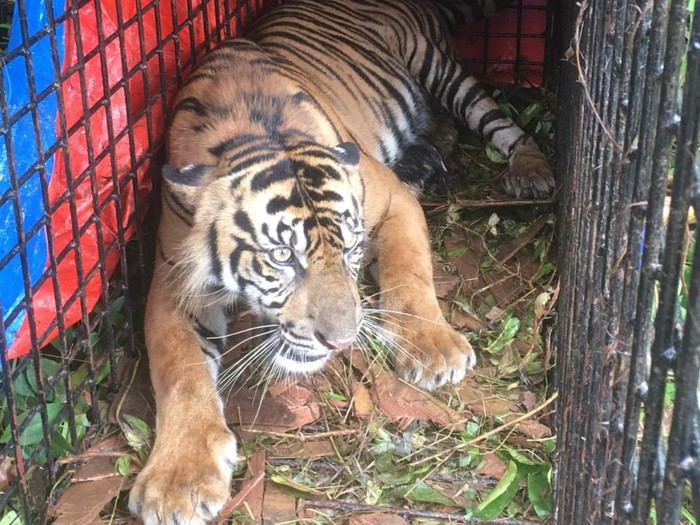 Harimau Sumatera