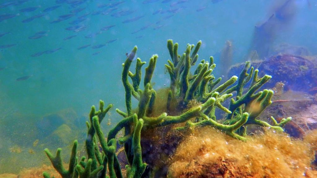 Ciri dan Klasifikasi Hewan Porifera, Apa Benar Lebih Mirip Tumbuhan?
