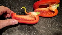 Sedang potong paprika, netizen yang satu ini temukan bagian dalam paprikanya yang mirip seperti burung cantik Flamingo. Lengkap dengan gradasi warnanya yang keren. Foto: Site News
