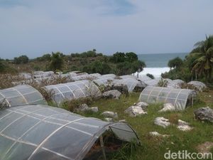 Mati Suri Budi Daya Garam di Pantai Dadapayam Gunungkidul