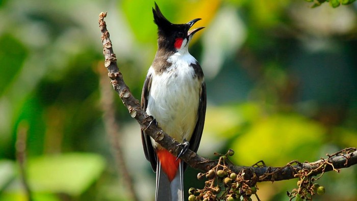 Manuk Cangkurileung atau Burung Kutilang.