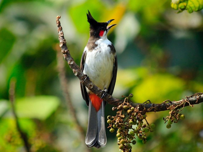 Manuk Cangkurileung atau Burung Kutilang.