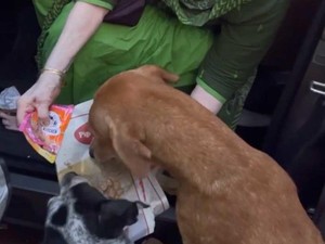 Cerita Inspiratif Nenek 90 Tahun Masak untuk Anjing Liar Setiap Hari