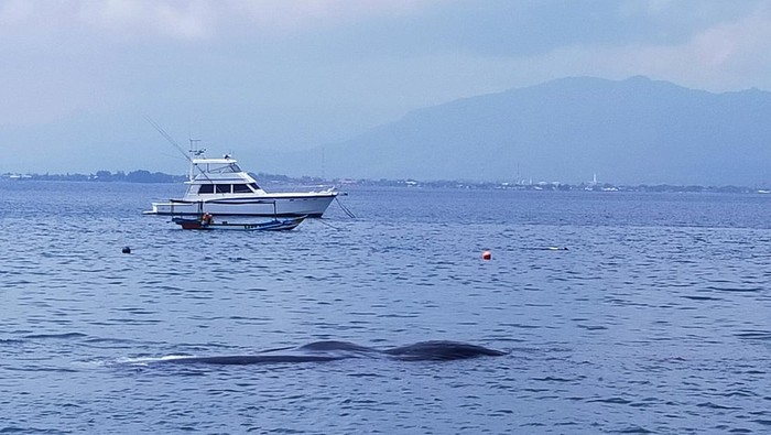 Paus Terdampar di Banyuwangi mati