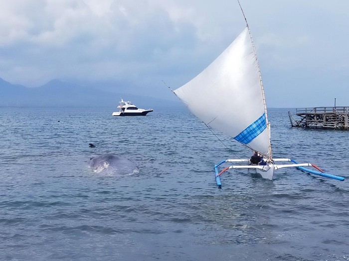 paus terdampar di banyuwangi