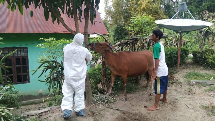 Pemeriksaan sapi suspek PMK di Sinjai.