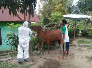 4 Zona Lalu Lintas Hewan dan Produk Daging untuk Cegah PMK