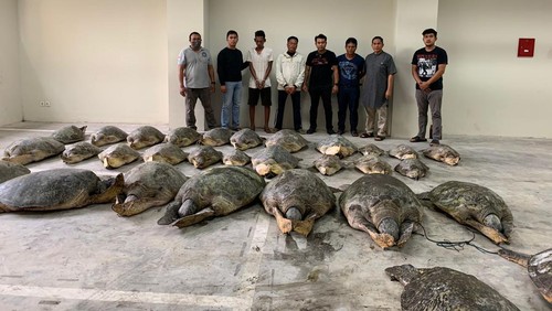 Tim Unit 1 Subdit IV Direktorat Reserse Kriminal Khusus (Ditreskrimsus) Polda Bali bersama barang bukti dan terduga pelaku penyelundupan penyu hijau