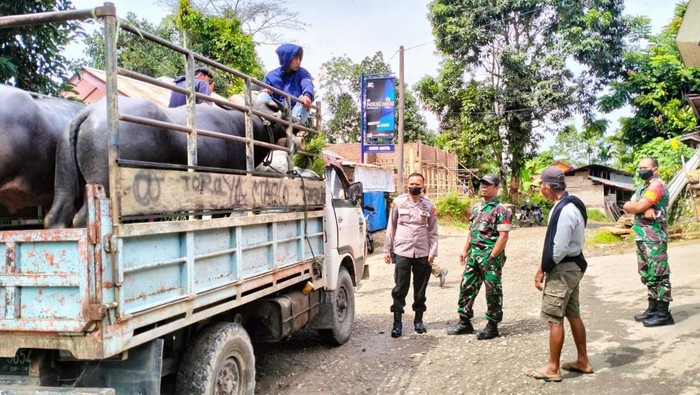 Satgas PMK menggagalkan pengantaran kerbau saat lockdown ternak di Tana Toraja.