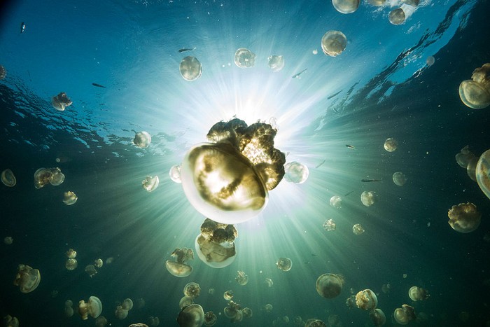 Terletak di Pulau Batu dalam gugusan Kepulauan Palau, ada sebuah danau yang berisikan ribuan ubur-ubur. Nah, seperti apa sensasinya?