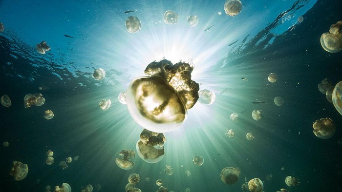 Terletak di Pulau Batu dalam gugusan Kepulauan Palau, ada sebuah danau yang berisikan ribuan ubur-ubur. Nah, seperti apa sensasinya?