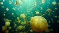 Beberapa ahli berpekulasi bahwa kawanan ubur-ubur ini terjebak di danau sekitar 12.000 tahun yang lalu pasca zaman es.