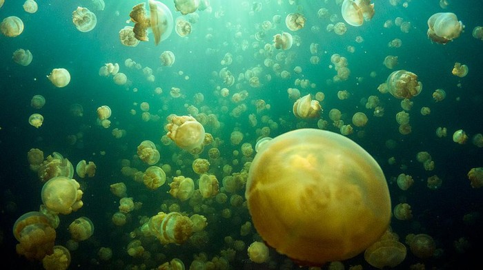 Terletak di Pulau Batu dalam gugusan Kepulauan Palau, ada sebuah danau yang berisikan ribuan ubur-ubur. Nah, seperti apa sensasinya?
