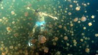 Nah, untuk berenang di danau bersama ubur-ubur ini sangat aman dan dibolehkan, Tetapi, scuba diving dilarang karena dapat menggangu ekosistem.