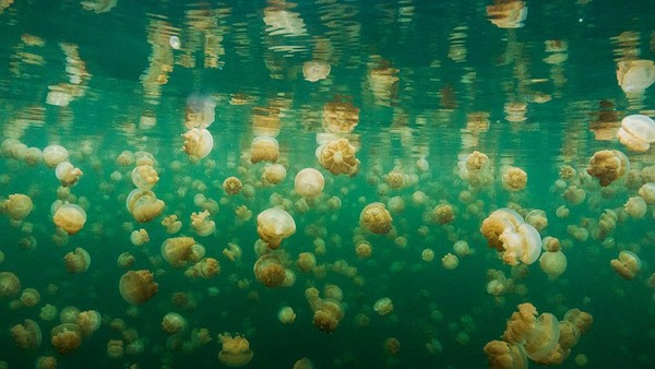 Pada siang hari, ubur-ubur ini bermigrasi dari satu danau ke danau lain untuk mengikuti arah matahari demi mencari makan berupa alga.