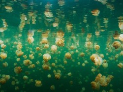 Ngeri! PLTN di Prancis Padam Gegara Serbuan Ubur-ubur