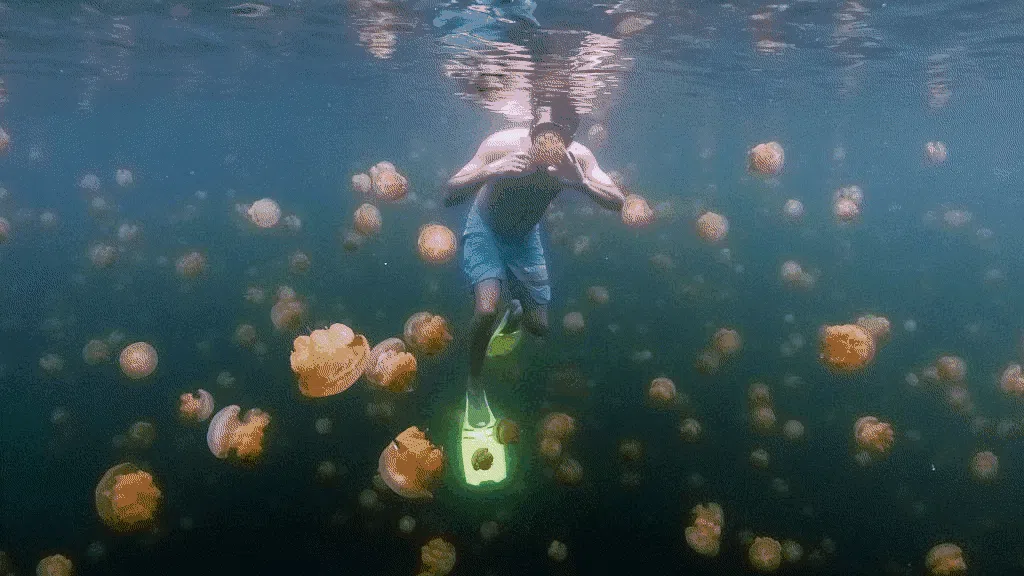 Sensasi Berenang Bersama Ribuan Ubur-ubur di Palau