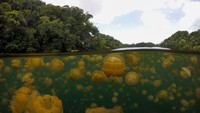 Ini dia penampakan ribuan ubur-ubur yang memenuhi kawasan Danau Eil Malk, Pulau Batu di gugusan Kepulauan Palau, Samudera Pasifik.