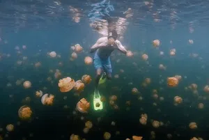 Sensasi Berenang Bersama Ribuan Ubur-ubur di Palau