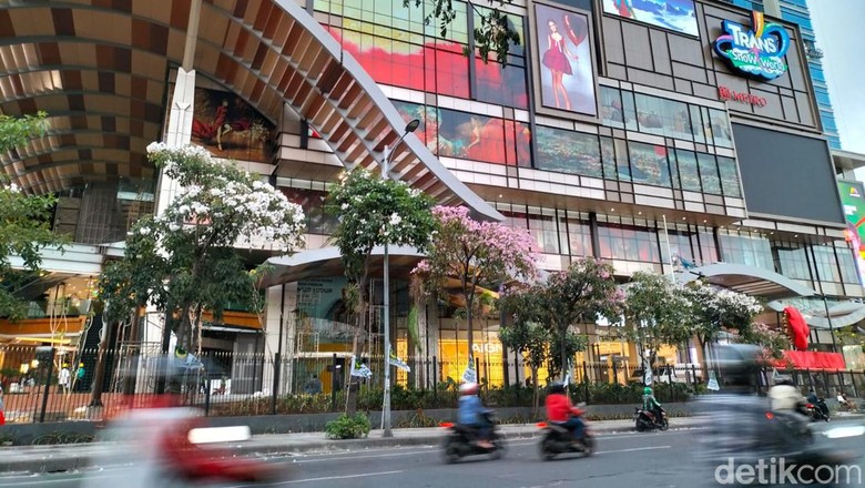 Tabebuya di Surabaya mulai bermekaran, Selasa (2/8/2022). Termasuk yang di depan Trans Icon, frontage Jalan Ahmad Yani.