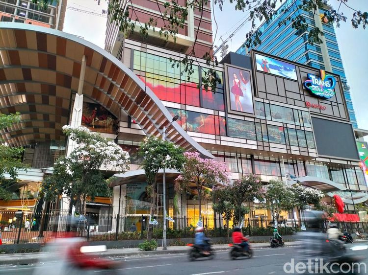 Cantiknya Tabebuya yang Mekar di depan Trans Icon Surabaya