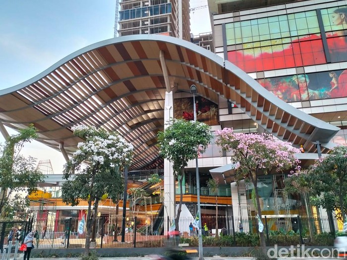 Tabebuya di Surabaya mulai bermekaran, Selasa (2/8/2022). Termasuk yang di depan Trans Icon, frontage Jalan Ahmad Yani.
