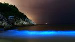 Alga Ini Bikin Pantai Bercahaya Bak Lampu Neon, Lihat Nih Bro...