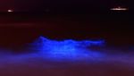 Alga Ini Bikin Pantai Bercahaya Bak Lampu Neon, Lihat Nih Bro...