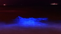 Rupanya fenomena alam lautan bercahaya ini disebabkan oleh peristiwa blooming alga berjenis Noctiluca scintillans. Alga ini akan berubah warna menjadi biru terang saat menemukan lingkungan yang cocok, yaitu perairan yang tenang dan hangat.