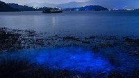 Seperti sedang melihat Aurora borealis, namun bedanya ini bukan di atas langit, melainkan di bawah laut.