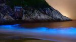 Alga Ini Bikin Pantai Bercahaya Bak Lampu Neon, Lihat Nih Bro...