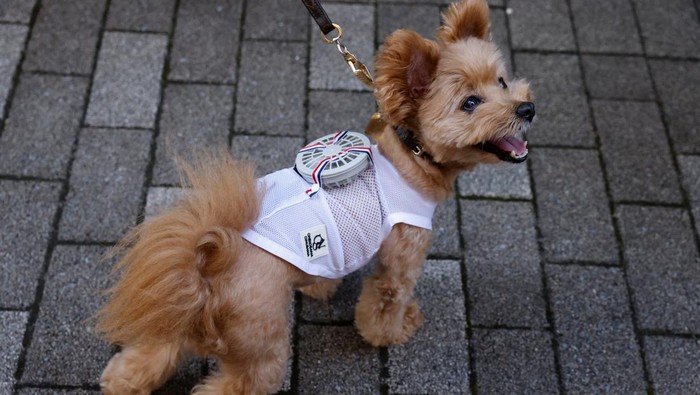 Tokyo Panas Banget, Hewan Peliharaan Sampai Pakai Baju Kipas Angin A 9-y-o female pet dog named Moco, a Pomeranian and Poodle Mix, wears a battery-powered fan outfit for pets, developed by Japanese maternity clothing maker