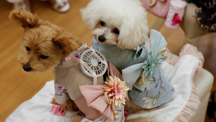 Tokyo Panas Banget, Hewan Peliharaan Sampai Pakai Baju Kipas Angin A 9-y-o female pet dog named Moco, a Pomeranian and Poodle Mix, wears a battery-powered fan outfit for pets, developed by Japanese maternity clothing maker