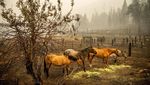 Sisa Kebakaran Hutan di California, Bangunan Hancur-Udara Kuning Pekat