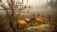 Empat ekor kuda berdiri di padang rumput yang hangus terbakar, Minggu (31/7/2022). Kawasan ini sekitar 300 km sebelah timur laut Kota San Francisco.